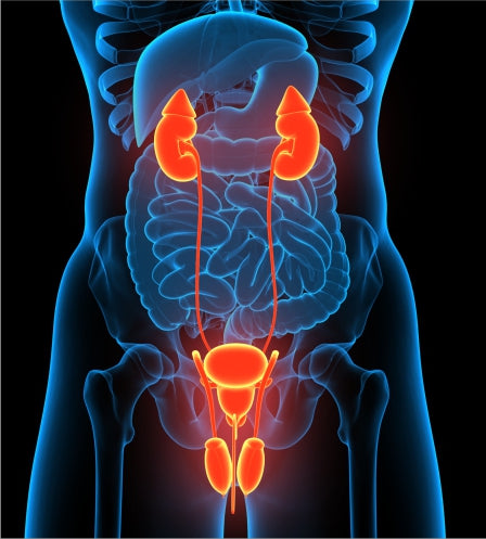 Urology Products Distributor - STC India
